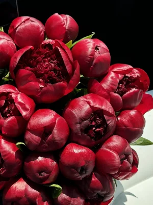 Red burgundy peonies bouquet in monaco