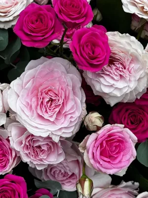 Close-up of layered pink and white romantic roses highlighting delicate petals and texture