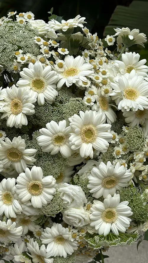 EVA White Gerbera Bouquet – Detailed Floral Harmony EVA White Gerbera Bouquet – Detailed Floral Harmony