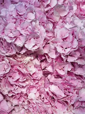Close-up detail of pink hydrangeas bouquet showing soft petals and romantic texture, luxury floral arrangement
