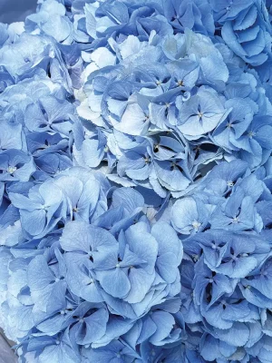 Close-up detail of blue hydrangeas showing delicate baby blue petals and luxurious texture in Blue Angel bouquet
