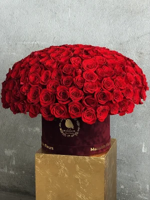 Close-up of dense 200 red roses Valentine bouquet in Cannes