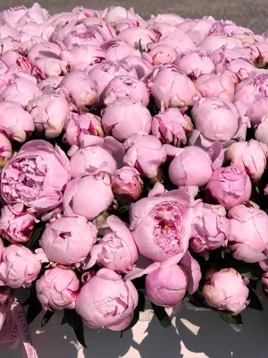 Close-up detail of fresh premium pink peonies in La Vie en Peony luxury peony bouquet by Manakin Fleurs